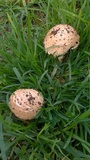 Amanita foetidissima image
