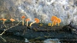 Favolaschia thwaitesii image