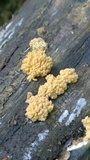 Arcyria obvelata image