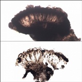Opegrapha mougeotii image