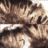 Opegrapha mougeotii image