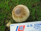 Agaricus californicus image