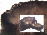 Catillaria praedicta image