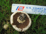 Agaricus californicus image