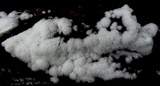 Ceratiomyxa fruticulosa var. fruticulosa image