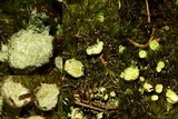 Cladonia pyxidata image