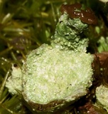 Cladonia pyxidata image