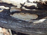 Antrodia multiformis image