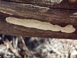 Antrodia multiformis image