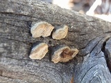 Antrodia multiformis image