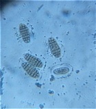 Pleospora herbarum image
