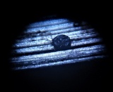 Pleospora herbarum image
