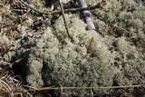 Cladonia subtenuis image