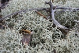 Cladonia subtenuis image