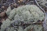 Cladonia subtenuis image