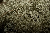 Cladonia subtenuis image