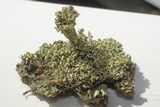 Cladonia squamosa image