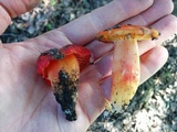 Hygrocybe splendidissima image