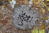 Buellia dispersa image