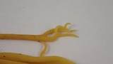 Clavulinopsis corniculata image