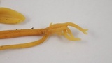 Clavulinopsis corniculata image