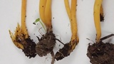 Clavulinopsis corniculata image