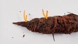 Clavulinopsis laeticolor image