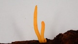 Clavulinopsis laeticolor image