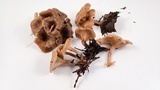 Clitocybe metachroa image