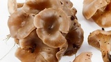 Clitocybe metachroa image