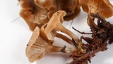 Clitocybe metachroa image