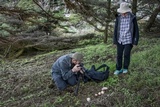 Agaricus agrinferus image