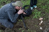 Agaricus agrinferus image