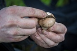 Agaricus agrinferus image