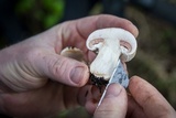 Agaricus agrinferus image