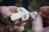 Agaricus agrinferus image