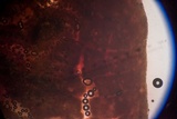 Pseudobaeospora deckeri image