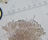 Pseudobaeospora deckeri image