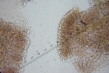 Pseudobaeospora deckeri image