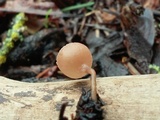 Ciboria amentacea image