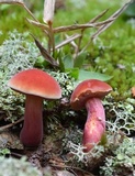 Chalciporus rubinellus image