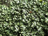 Phaeophyscia hispidula image