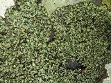 Phaeophyscia hispidula image