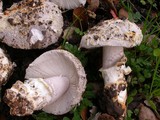 Amanita protecta image
