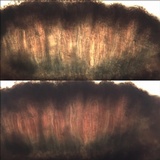 Schismatomma graphidioides image
