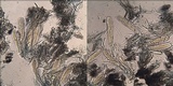 Schismatomma graphidioides image