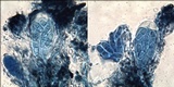 Arthonia meridionalis image