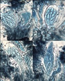 Arthonia meridionalis image