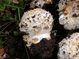 Amanita protecta image