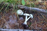 Amanita citrina f. lavendula image